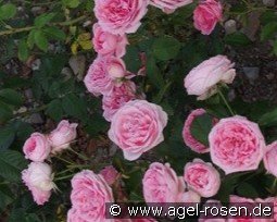 Kimono kaufen, clicken für mehr Details Kimono