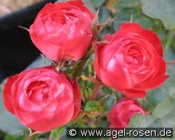 Kitty kaufen, clicken für mehr Details Kitty