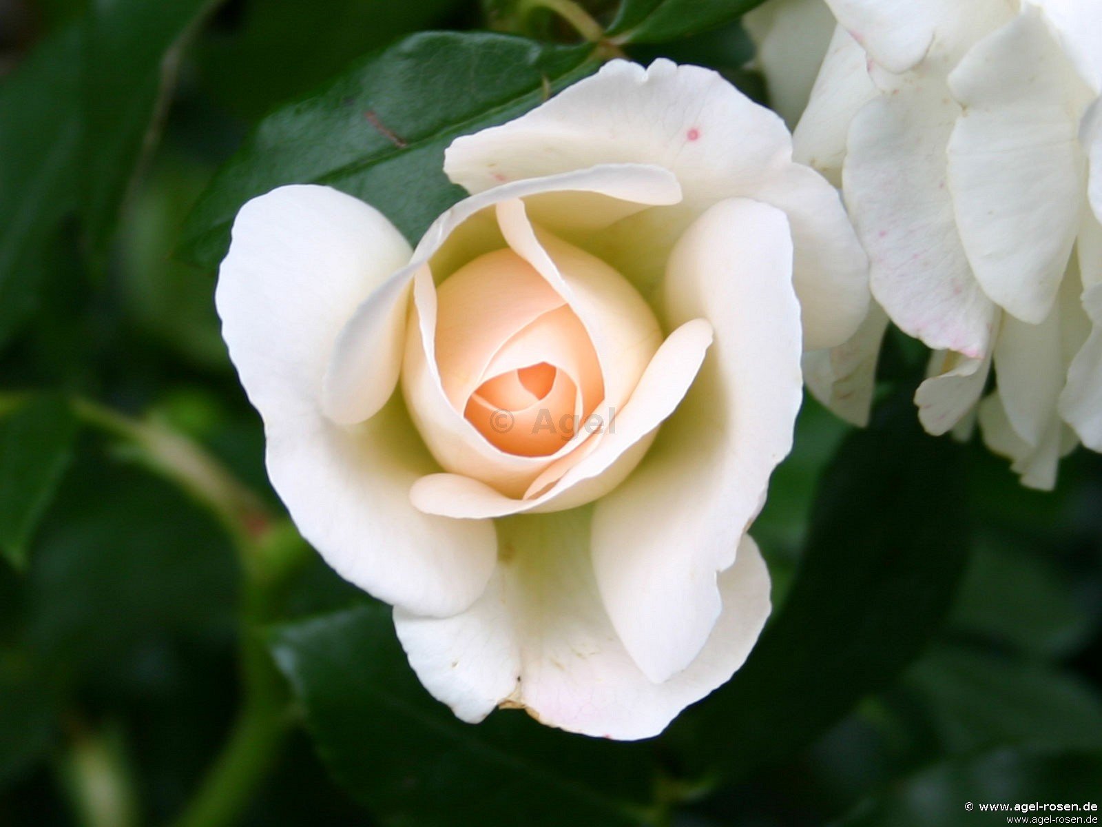 ADR-Rose ‘Kosmos‘ (wurzelnackte Rose)