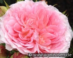 Kurfürstin Sophie kaufen, clicken für mehr Details Kurfürstin Sophie