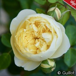 L'Intemporelle Mailly Grand Cru®