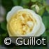 L'Intemporelle Mailly Grand Cru® kaufen