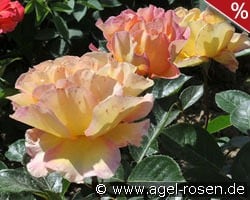 La Parisienne kaufen, clicken für mehr Details La Parisienne