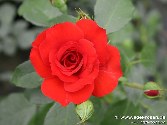 Rose ‘La Sevillana‘ (2-Liter Biotopf)
