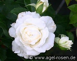 Lady Romantica kaufen, clicken für mehr Details Lady Romantica
