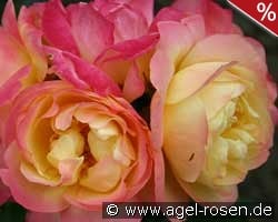 Lampion kaufen, clicken für mehr Details Lampion