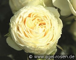 Lemon Rokoko kaufen, clicken für mehr Details Lemon Rokoko