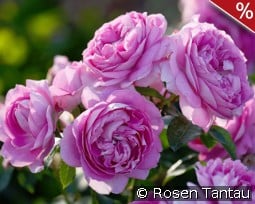 Lilac Topaz kaufen, clicken für mehr Details Lilac Topaz