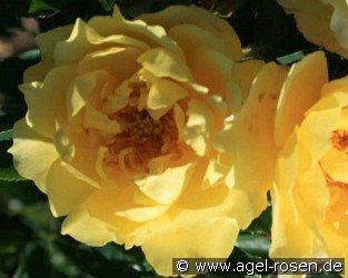 Limesgold
