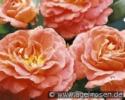 Limesjuwel kaufen, clicken für mehr Details Limesjuwel