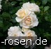 Lions-Rose kaufen