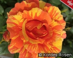 Lollipop kaufen, clicken für mehr Details Lollipop