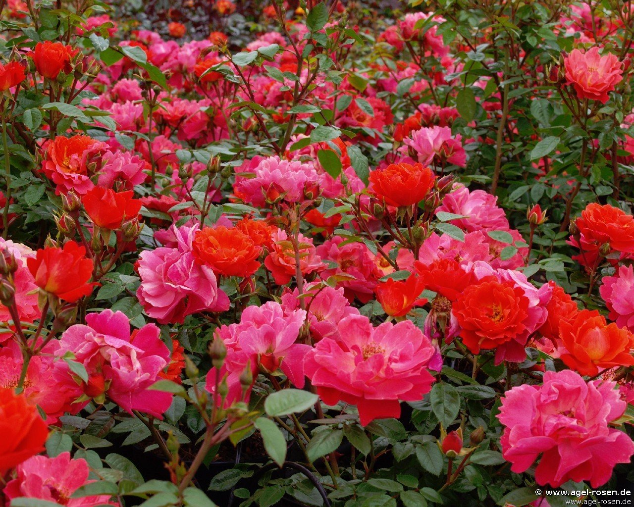 Rose ‘Looking in Your Eyes - Plant‘n‘Relax‘ (2-Liter Topf)