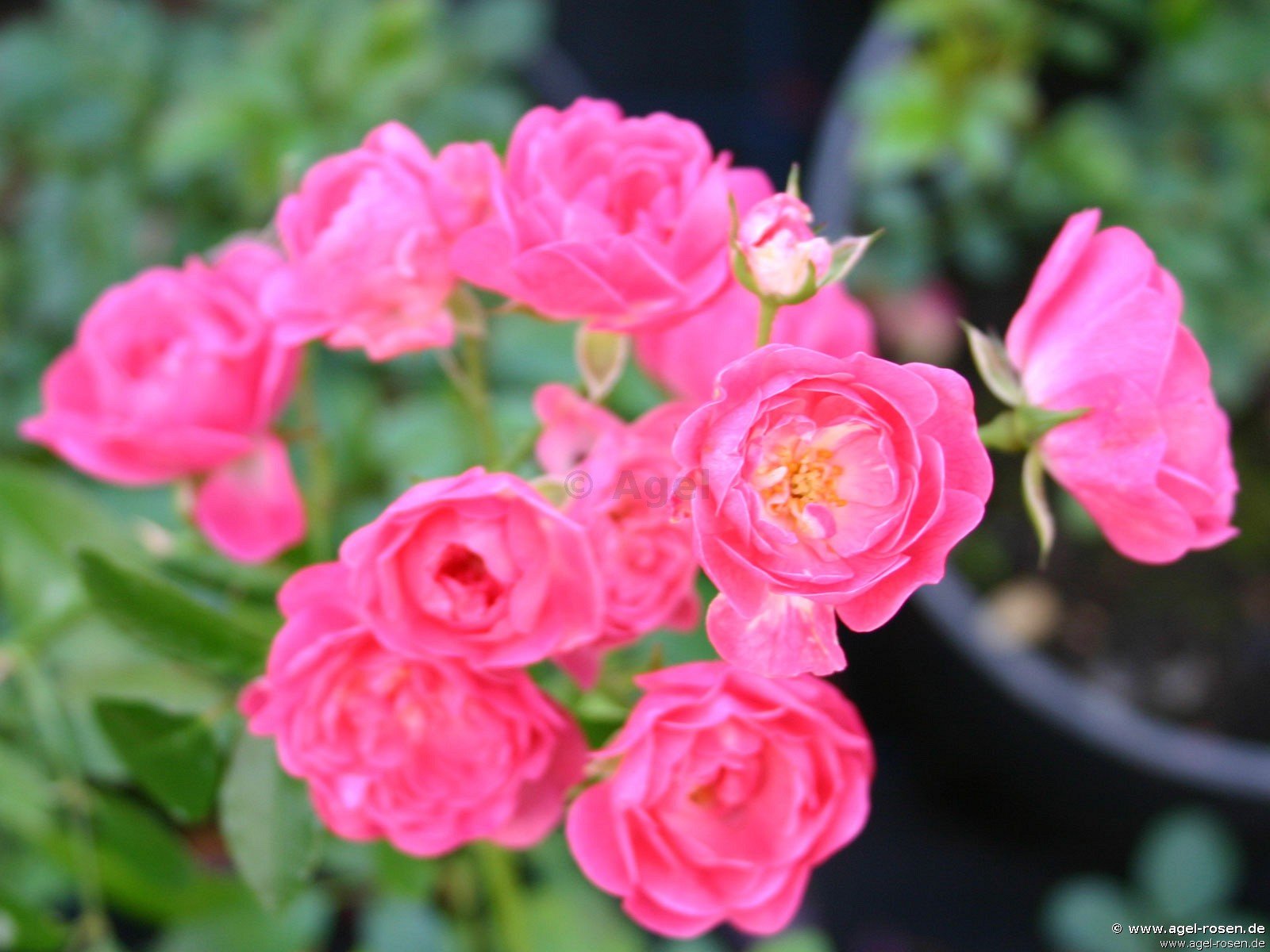 Rose ‘Lovely Fairy‘ (wurzelnackte Rose)