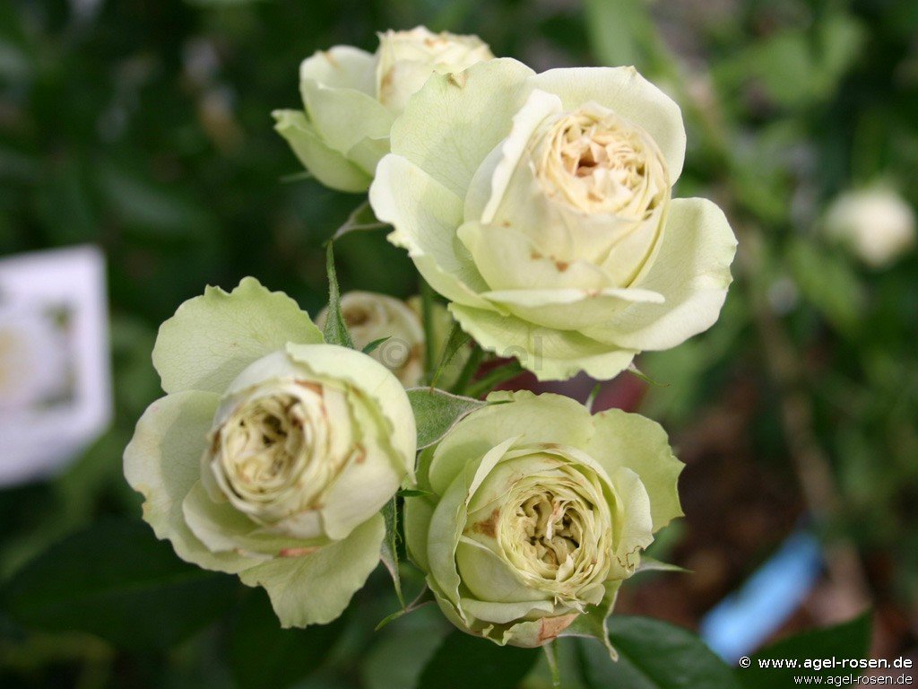 Rose ‘Lovely Green‘ (2-Liter Biotopf)