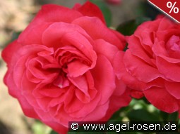 Ludwigshafen am Rhein