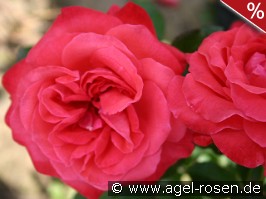 Ludwigshafen am Rhein