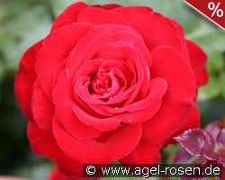 Lübecker Rotspon kaufen, clicken für mehr Details Lübecker Rotspon