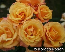 Lusatia kaufen, clicken für mehr Details Lusatia