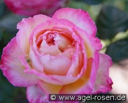 Madame de Stael kaufen, clicken für mehr Details Madame de Stael