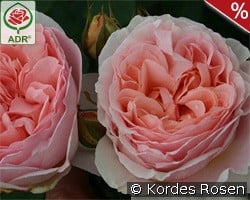 Märchenzauber kaufen, clicken für mehr Details Märchenzauber