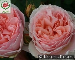 Märchenzauber kaufen, clicken für mehr Details Märchenzauber