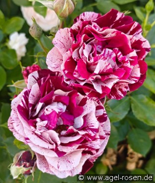 Magdas Rose