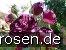 Magdas Rose