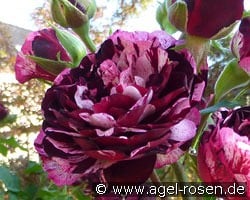 Magdas Rose kaufen, clicken für mehr Details Magdas Rose