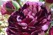 Rose de resht Rose de resht