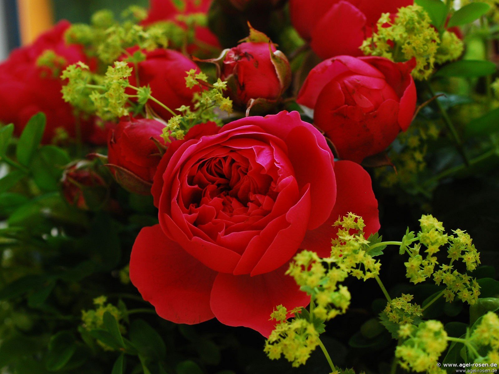 Rose ‘Magic Rokoko‘ (wurzelnackte Rose)