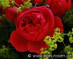 Magic Rokoko kaufen, clicken für mehr Details Magic Rokoko