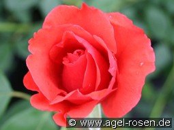 Magnet kaufen, clicken für mehr Details Magnet