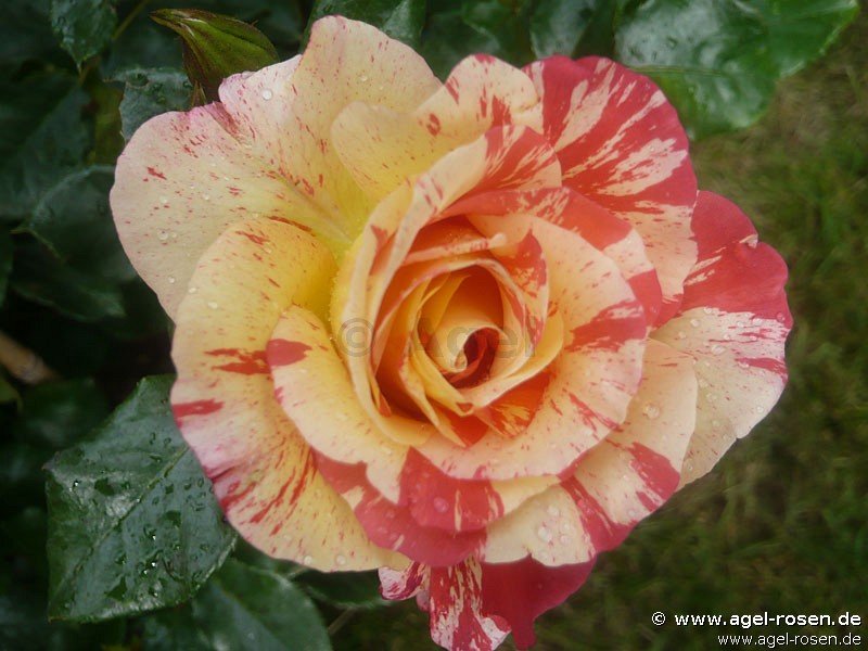 Rose ‘Malerrose ‘Alfred Sisley‘‘ (5-Liter Topf)