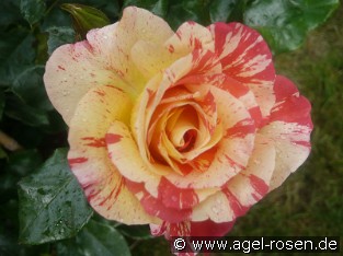 Malerrose 'Alfred Sisley'