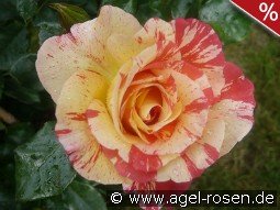 Malerrose 'Alfred Sisley'