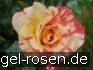 Malerrose 'Alfred Sisley' kaufen