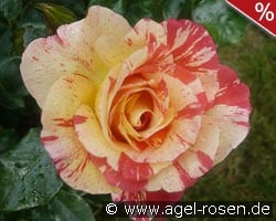 Malerrose 'Alfred Sisley' kaufen, clicken für mehr Details Malerrose 'Alfred Sisley'