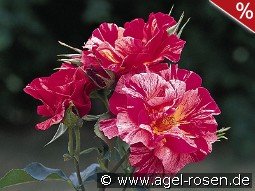 Malerrose 'Edgar Degas'