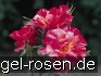Malerrose 'Edgar Degas' kaufen