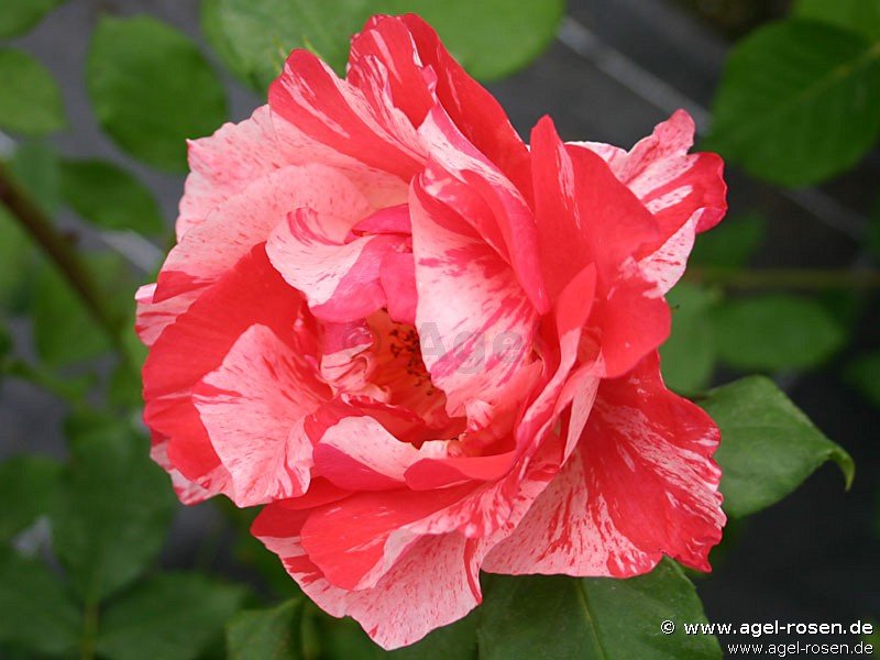 Rose ‘Malerrose ‘Grimaldi‘‘ (wurzelnackte Rose)