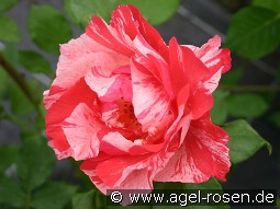 Malerrose 'Grimaldi'