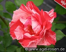 Malerrose 'Grimaldi' kaufen, clicken für mehr Details Malerrose 'Grimaldi'