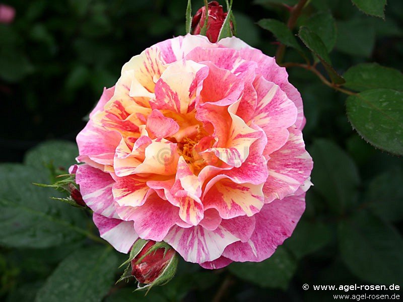 Rose ‘Malerrose ‘Maurice Utrillo‘‘ (8-Liter Topf (Präsentrose))