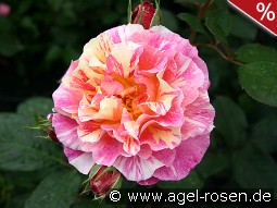 Malerrose 'Maurice Utrillo'