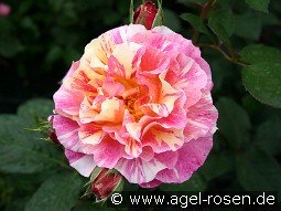 Malerrose 'Maurice Utrillo'