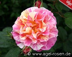 Malerrose 'Maurice Utrillo' kaufen, clicken für mehr Details Malerrose 'Maurice Utrillo'