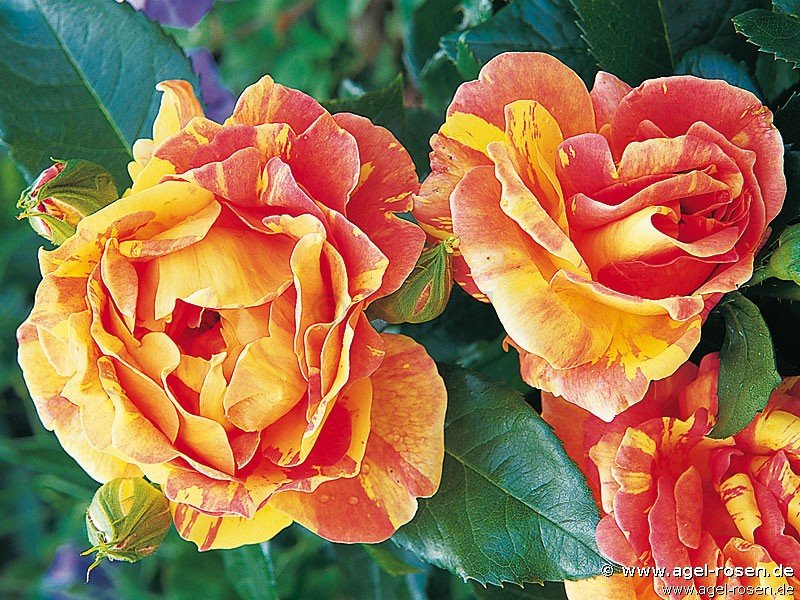Rose ‘Malerrose ‘Paul Cézanne‘‘ (wurzelnackte Rose)