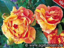 Malerrose 'Paul Cézanne'