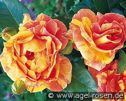 Malerrose 'Paul Cézanne' kaufen, clicken für mehr Details Malerrose 'Paul Cézanne'
